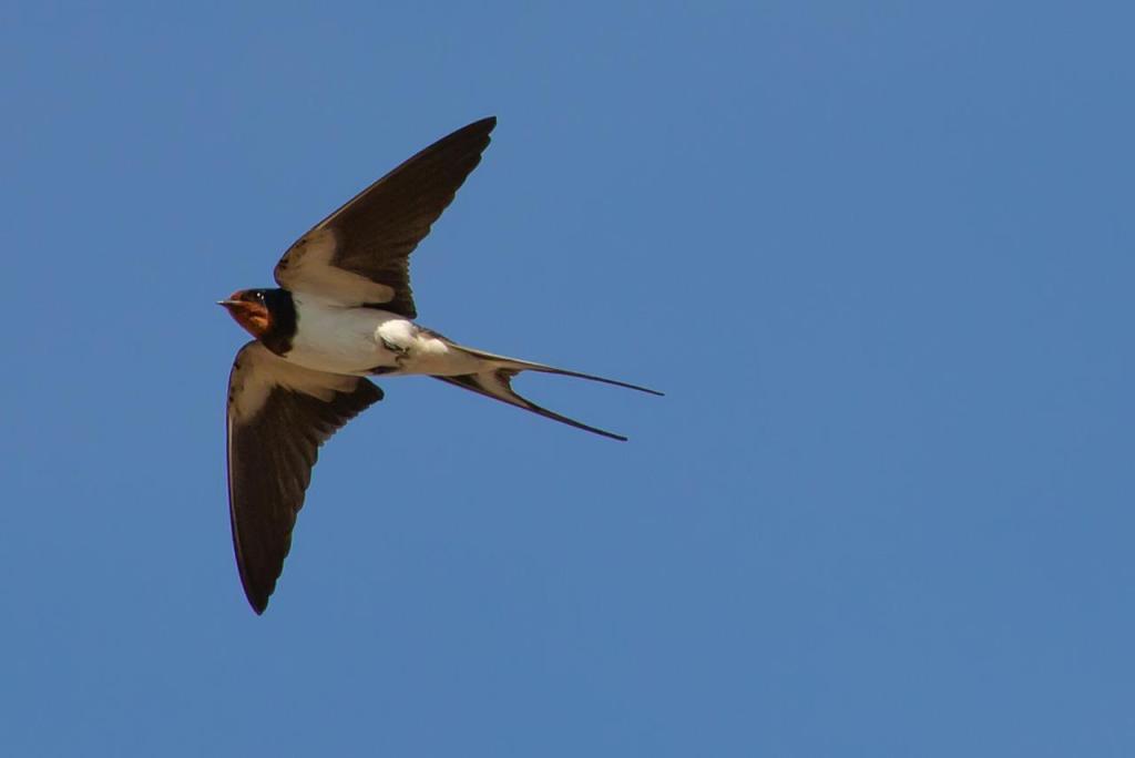 Image of a barn swallow flying on a cloudless sky.
